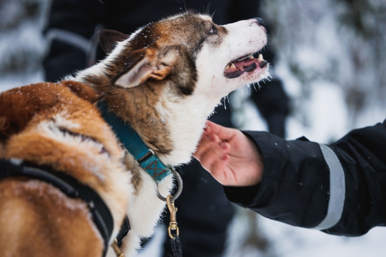 Rovaniemi : motoneige familiale et animaux de l'Arctique