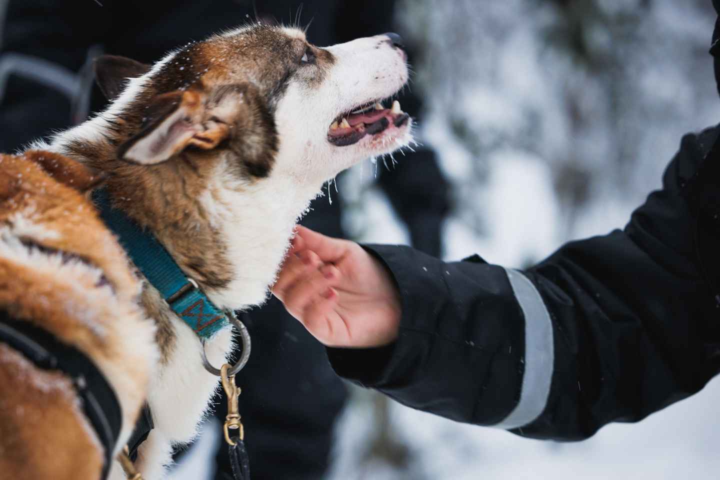 Rovaniemi: Arctic Circle Highlights by Snowmobile