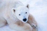 Journée du parc faunique de Ranua, visite des animaux de l'Arctique - Hizvo