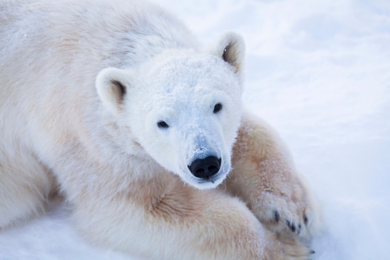 Ranua-Zoo: Tagestour zu den Tieren der Arktis