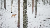 Journée du parc faunique de Ranua, visite des animaux de l'Arctique - Hizvo