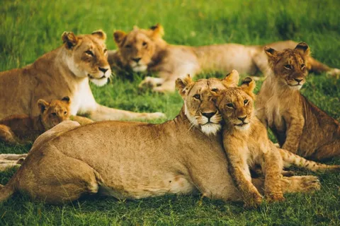 FROM NAIROBI: 4 DAYS, 3 NIGHTS MAASAI MARA GROUP SAFARI- 4WD