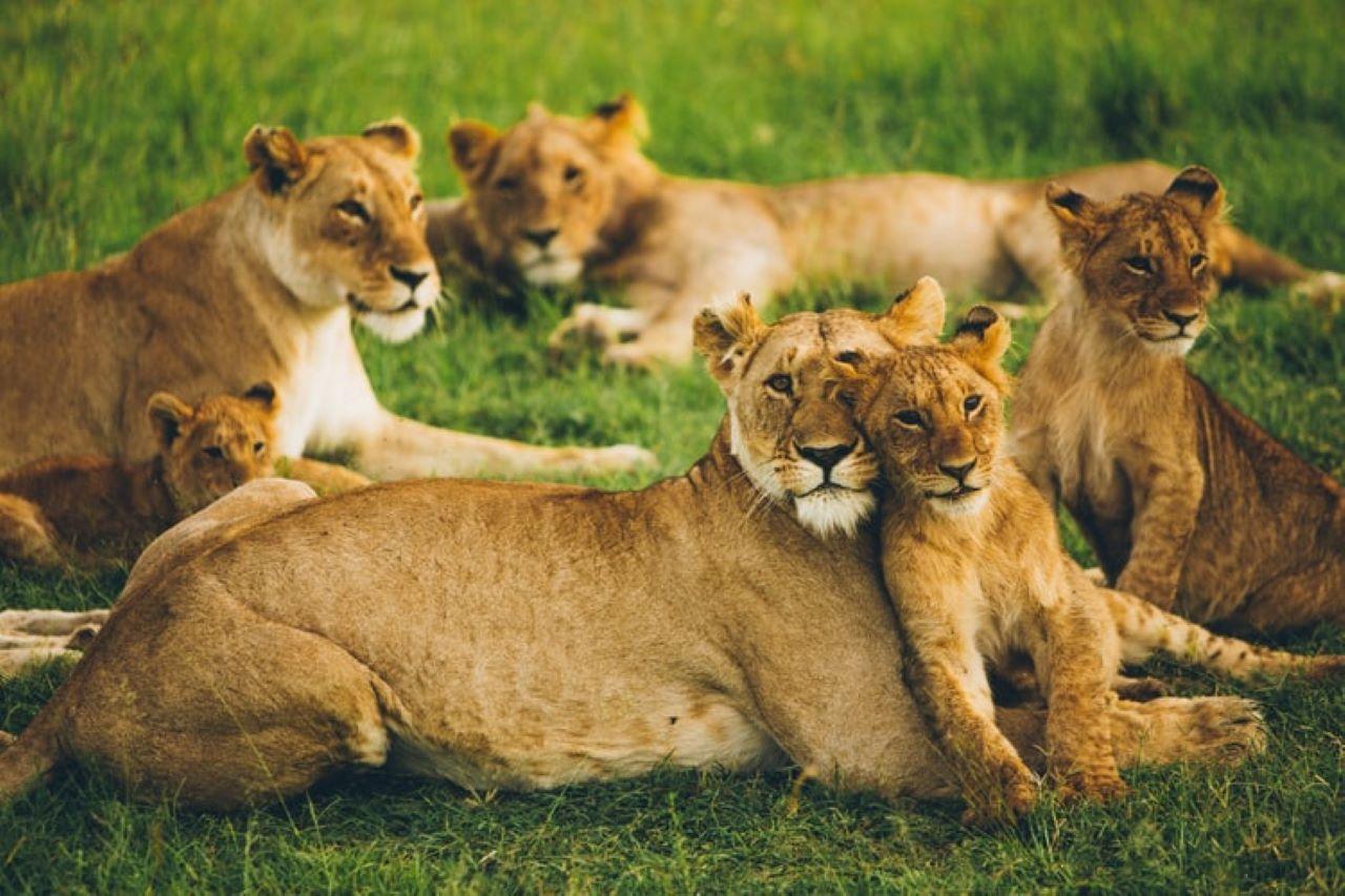 4 TAGE MAASAI MARA GRUPPEN-SAFARI: (MIT MARA PARKGEBÜHREN) - 4WD