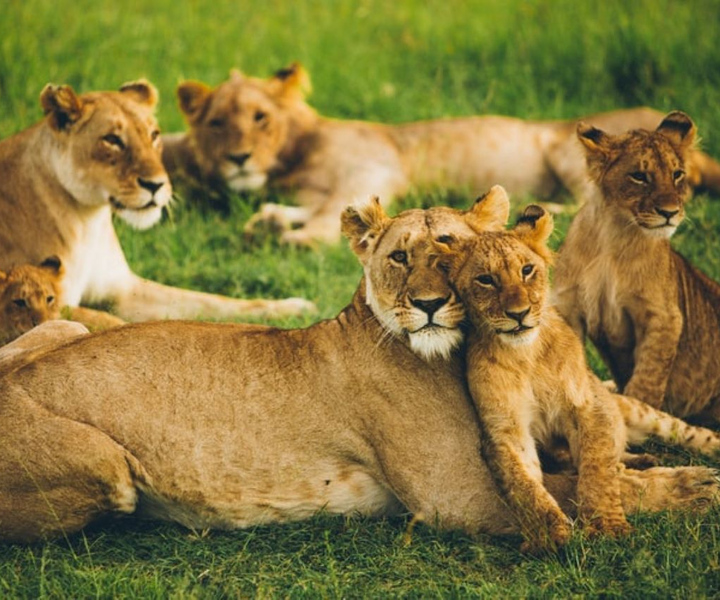 Safari di gruppo di 3 giorni al Maasai Mara con un Landcruiser 4x4