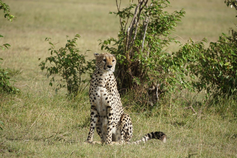 4 DAYS MAASAI MARA GROUP SAFARI: (WITH MARA PARK FEES) - 4WD