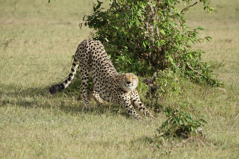 4 DAYS MAASAI MARA GROUP SAFARI: (WITH MARA PARK FEES) - 4WD