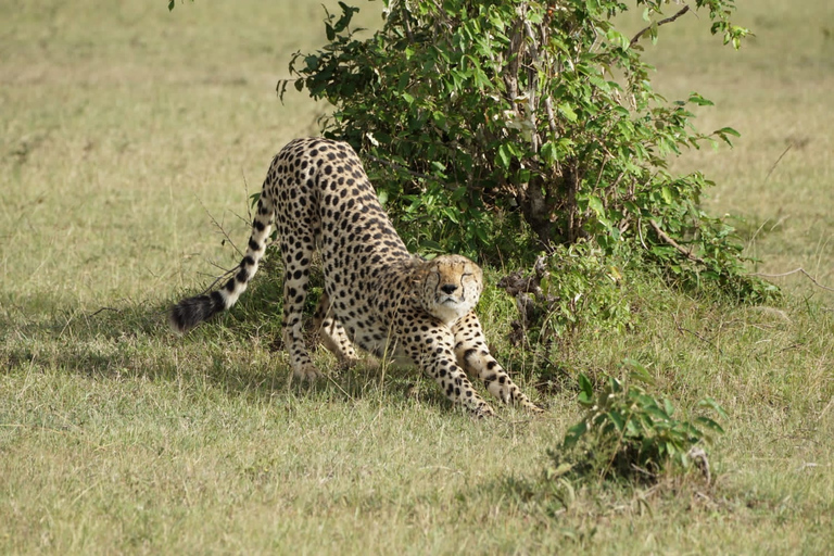 4 DAYS MAASAI MARA GROUP SAFARI: (WITH MARA PARK FEES) - 4WD