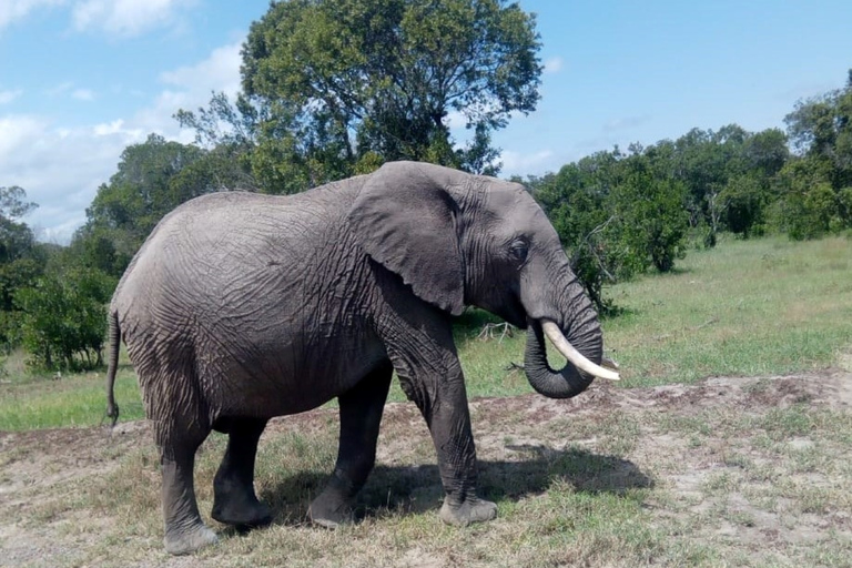 4 DAYS MAASAI MARA GROUP SAFARI: (WITH MARA PARK FEES) - 4WD