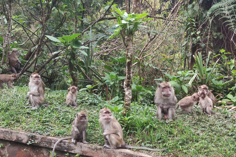 Bandung: vulkaan, warmwaterbron, theefabriek en koffie Luwak-tour