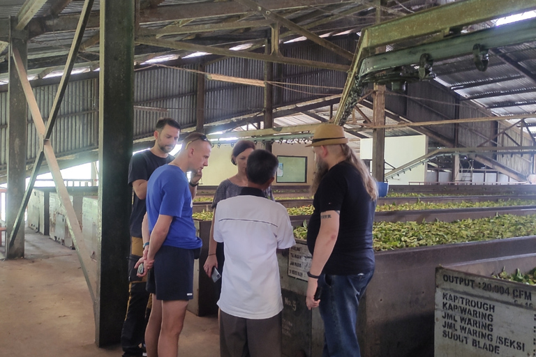 Bandung: Vulkan, heiße Quellen, Teefabrik und Kaffee Luwak Tour