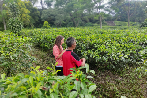 Bandung: vulkaan, warmwaterbron, theefabriek en koffie Luwak-tour