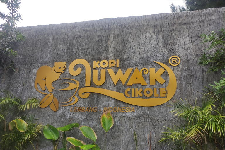 Bandung: vulkaan, warmwaterbron, theefabriek en koffie Luwak-tour