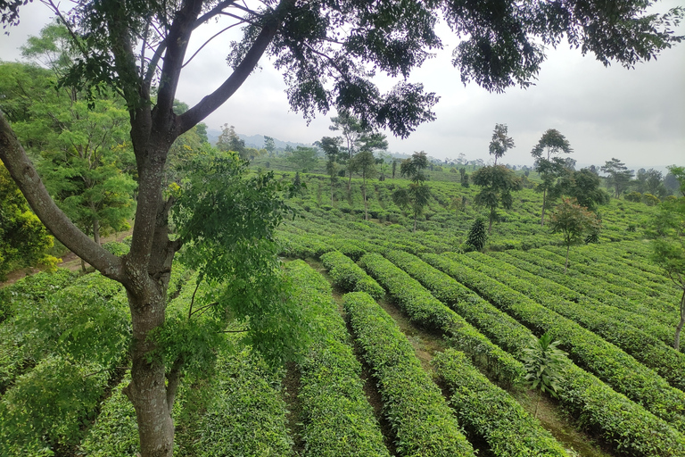 Bandung: Vulkan, heiße Quellen, Teefabrik und Kaffee Luwak Tour