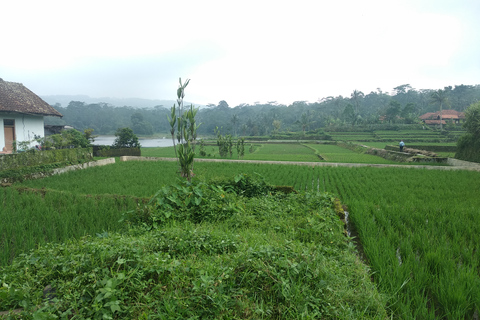 Bandung: Vulkan, heiße Quellen, Teefabrik und Kaffee Luwak Tour