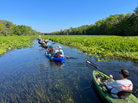 Wekiva Wildlife Kayaking Adventure Tour - Housity