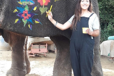 Jaipur: Hathi Gaon Elephant Riding, Painting, Feeding & More Riding on Elephant with Photogarphy