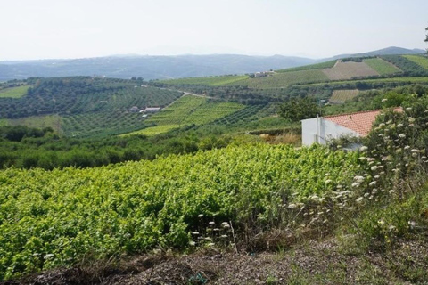 Creta: Tour di un giorno intero sui vini cretesi, l&#039;olio d&#039;oliva, il raki e il ciboCreta: tour cretese di vino, olio d&#039;oliva e cibo di un&#039;intera giornata