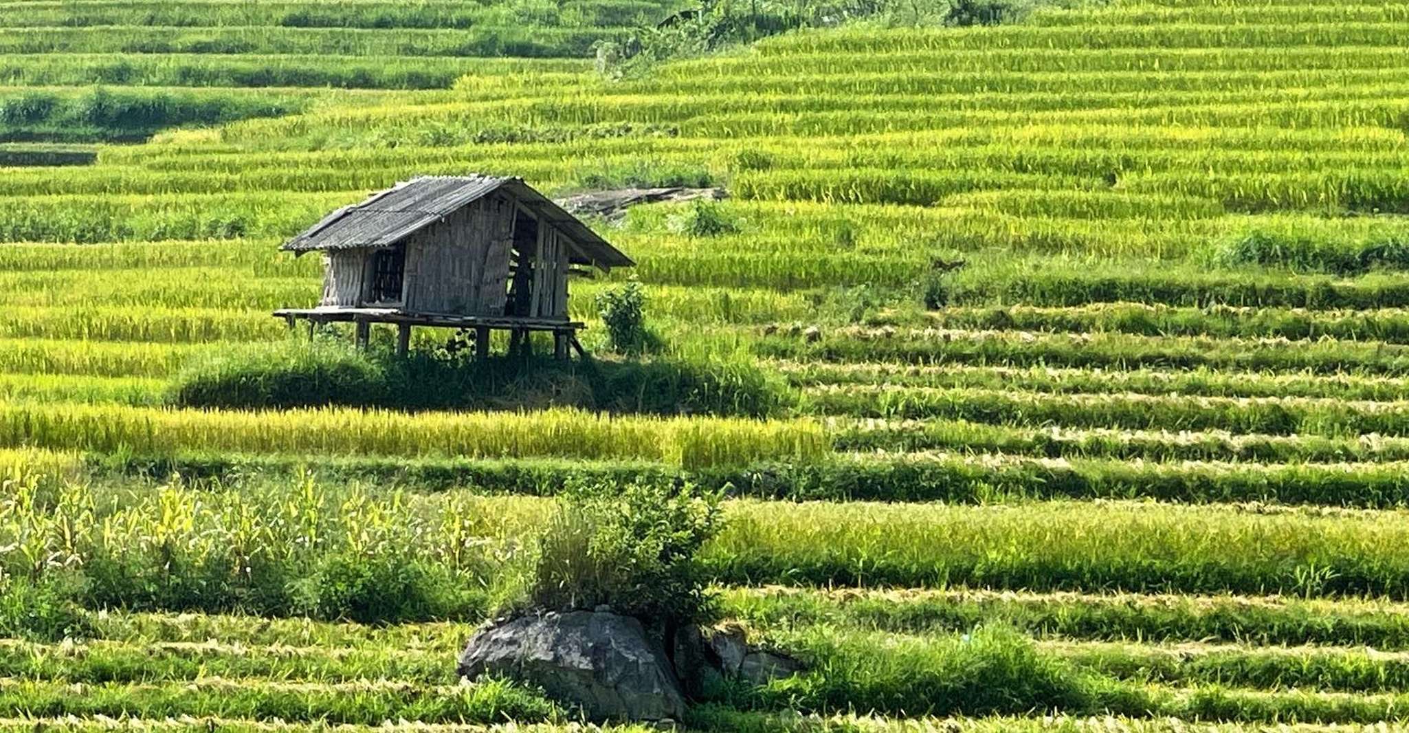 Sapa, Soldat Muong Hoa Valley et Homestay Trekking 2 jours - Hizvo