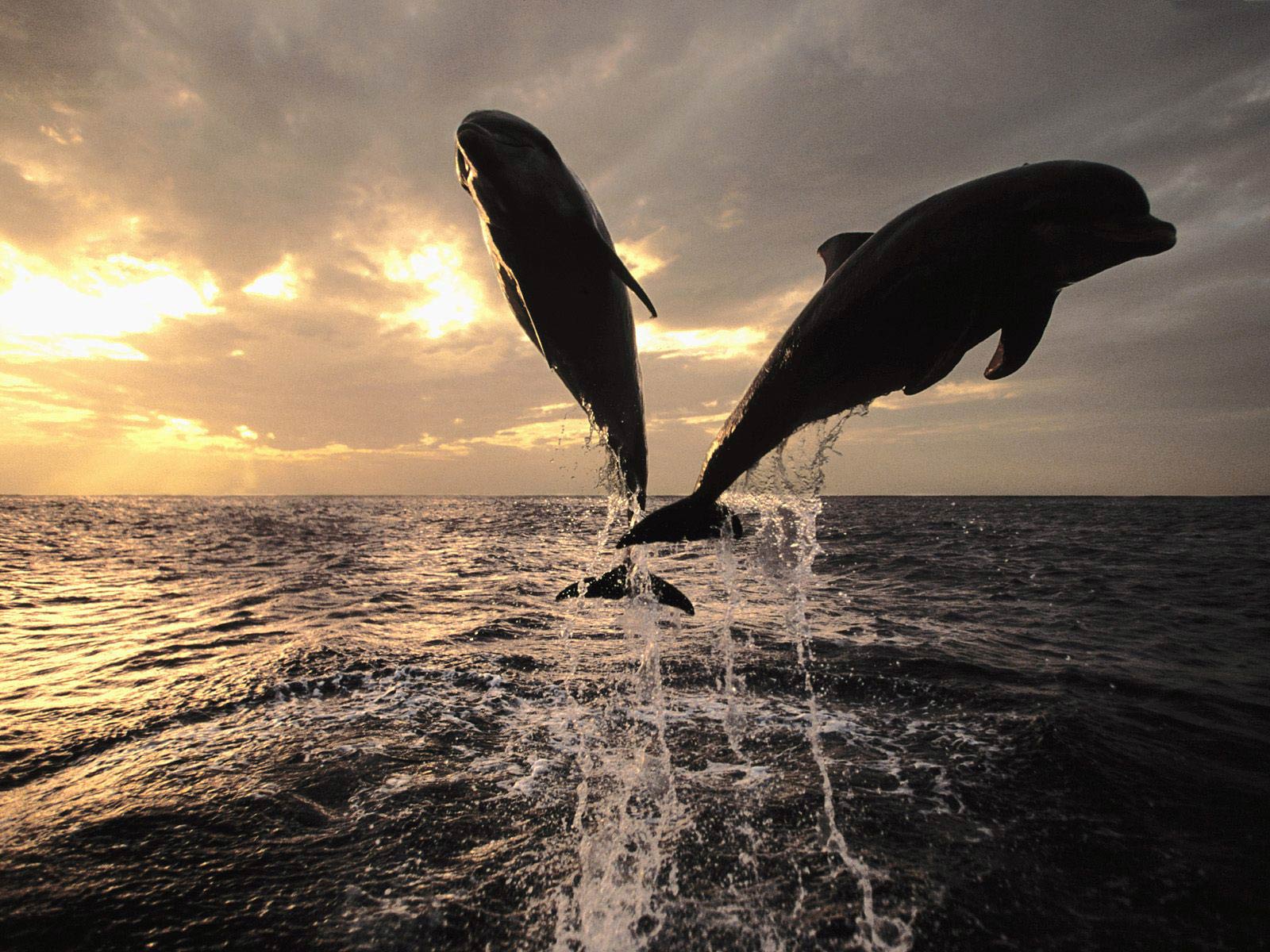 Poreč: Private Schnorchel Tour mit Delfin-Beobachtung