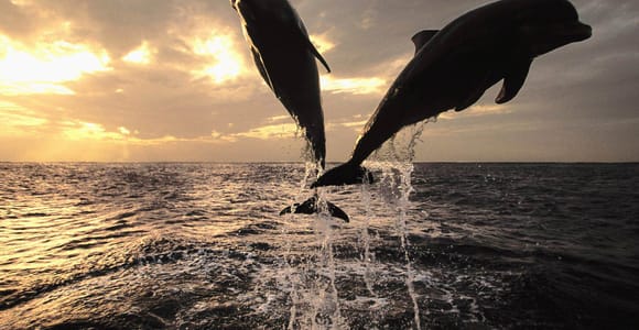 Poreč: Private Schnorchel Tour mit Delfin-Beobachtung