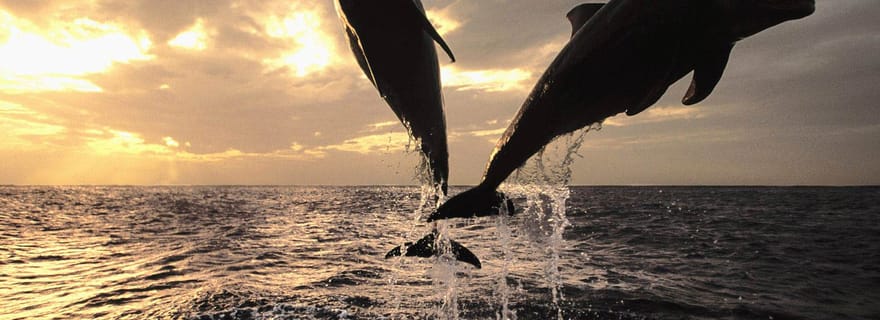 Poreč : Visite privée de plongée avec tuba et observation des dauphins