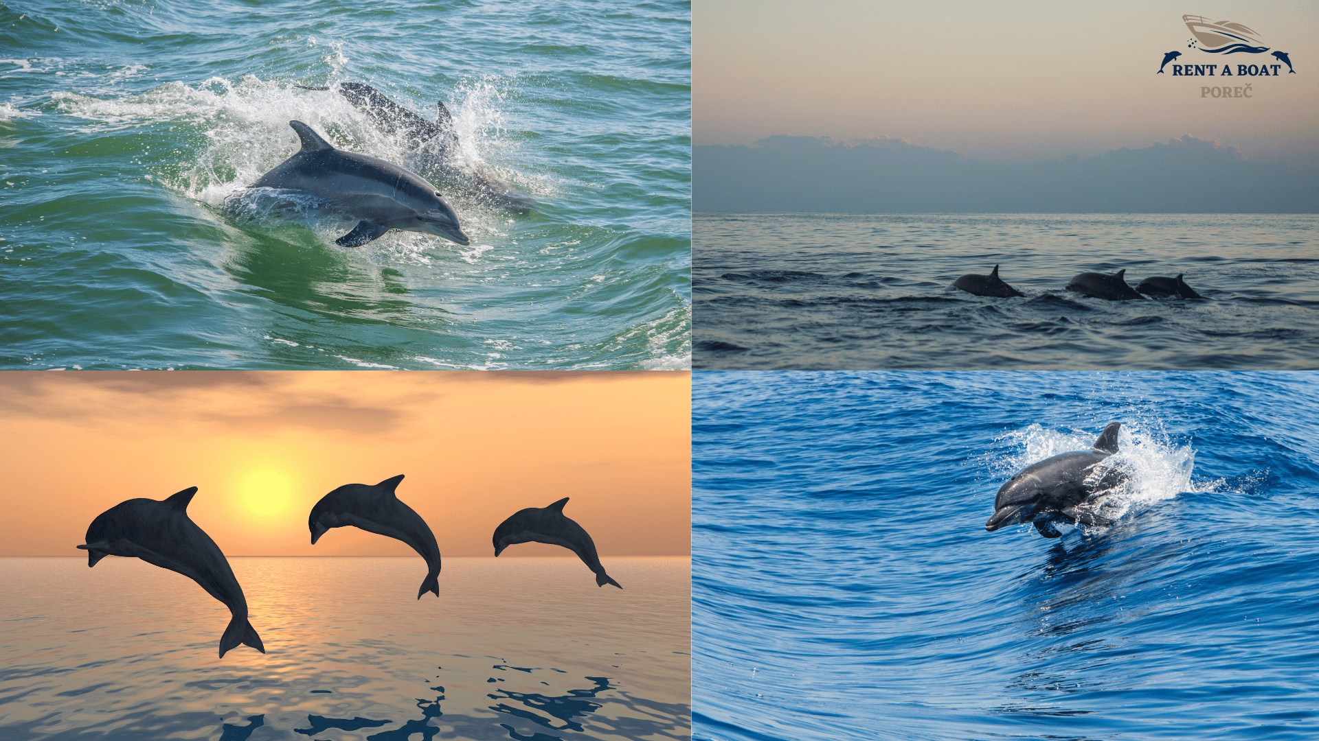 Poreč: Private Schnorchel Tour mit Delfin-Beobachtung