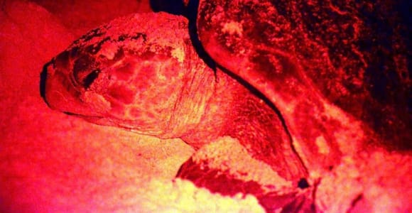 Boa Vista: Turtle watching evening tour