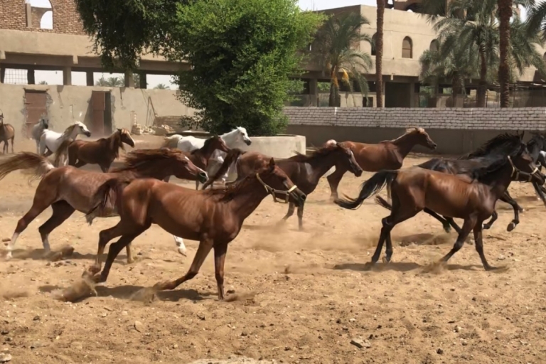 Louxor : Visite de la ferme de 30 hectares (petit déjeuner avec des chevaux arabes)