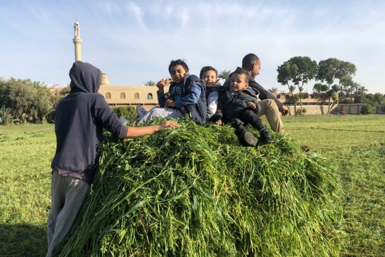 Luxor: Farm Tour 30 Hectares(Breakfast With Arabian Horses)