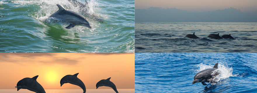 Excursion privée en famille à la rencontre des dauphins à Poreč