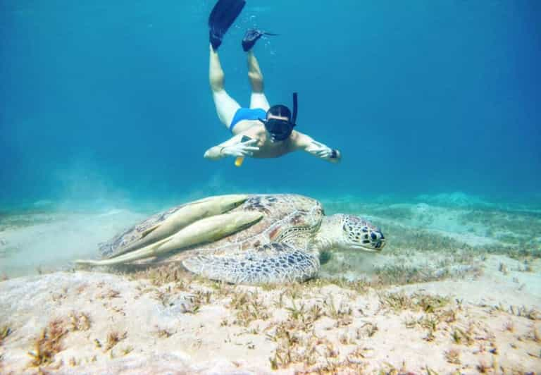 Marsa Alam Marsa Mubarak Snorkeling With Dugong And Turtles GetYourGuide