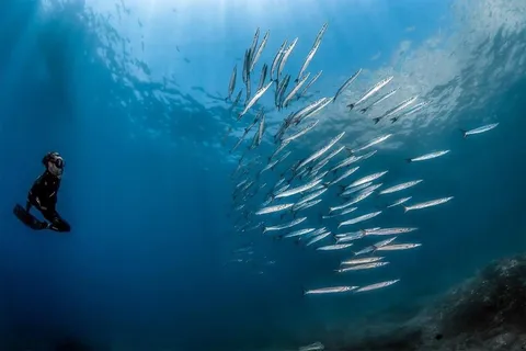 Sorrento: Morgonutflykt med snorkling med en marinbiolog.