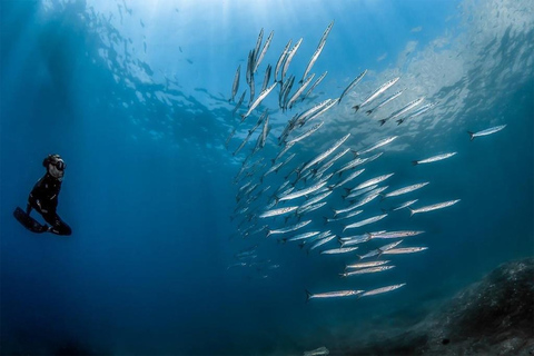 Sorrento: Schnorchel-Tour am Morgen mit einem Meeresbiologen.