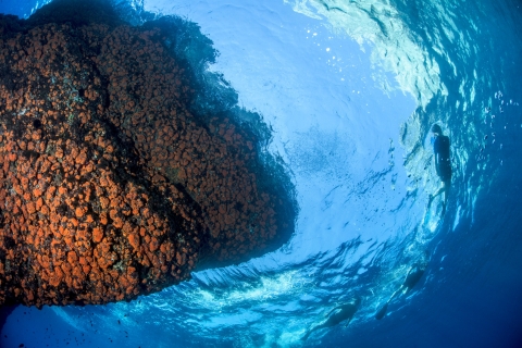 Plongée en apnée guidée par un biologiste marin depuis Sorrente