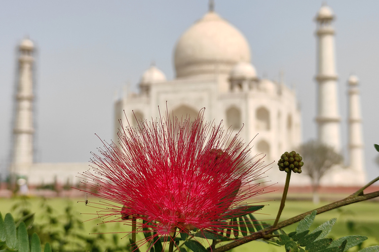 From Agra: Agra Local Sightseeing By Rickshaw Auto/ Tuk Tuk