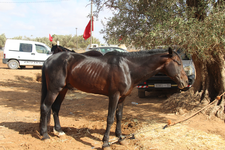 Agadir: Horse Ride Experience With Flamingos Watching