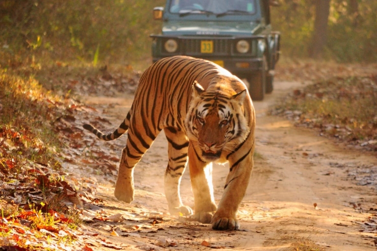 Van Jaipur: Ranthambore Safari & Jaipur 2-daagse privétourVan Jaipur: Ranthambore Wildlife Safari 2-daagse privétour