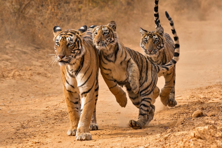 Van Jaipur: Ranthambore Safari & Jaipur 2-daagse privétourVan Jaipur: Ranthambore Wildlife Safari 2-daagse privétour
