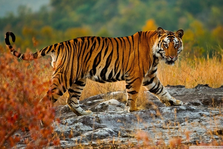 Desde Jaipur: Safari en Ranthambore y Excursión Privada de 2 Días a JaipurDesde Jaipur: Ranthambore Wildlife Safari 2 Días Tour Privado