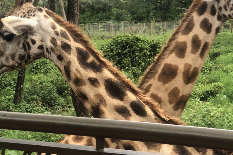 Jednodniowa wycieczka do Nairobi do sierocińca słoni i centrum żyraf