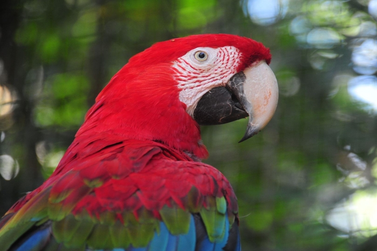 Foz do Iguaçu: brazylijska strona wodospadów + park ptaków