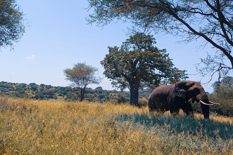 From Arusha: 3-Day Safari & Materuni Cultural Experience