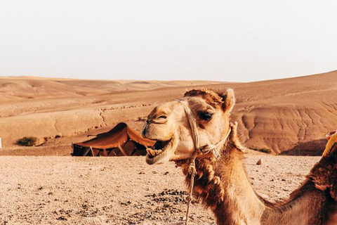 Agafay Desert: Magical Half-Day Lunch with Pool Swim