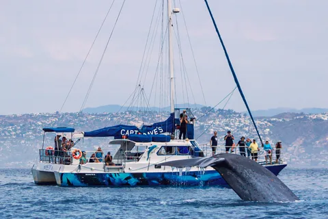 Dana Point Dolphin & Whale Watching With Underwater Viewing