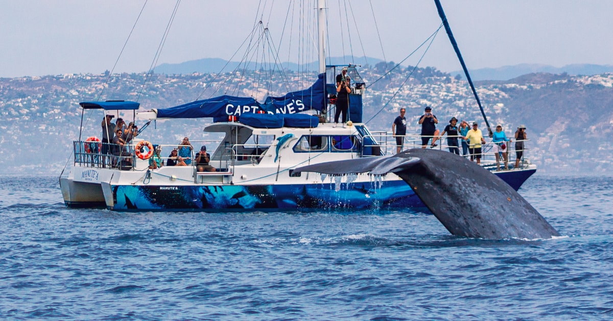 Dana Point Delfin og hvalsafari med undervandsudsigt GetYourGuide