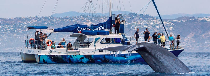 Observation des dauphins et des baleines à Dana Point avec vue sous-marine