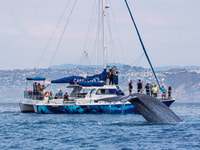 Dana Point Dolphin & Whale Watching con la visione sottomarina - Housity