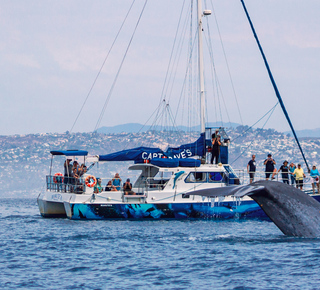 Whale Watching in Dana Point, California