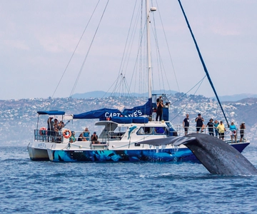 Dana Point Dolphin & Whale Watching With Underwater Viewing