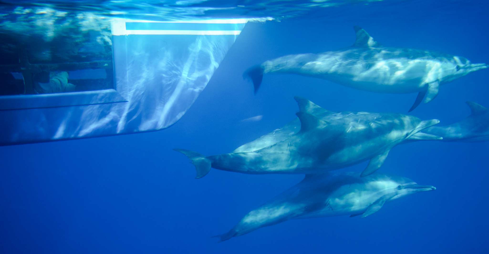 Dana Point Dolphin & Whale Watching With Underwater Viewing - Housity